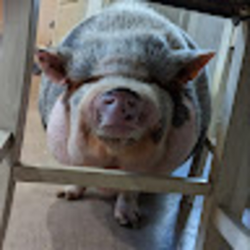 Meet your Posher, Linda